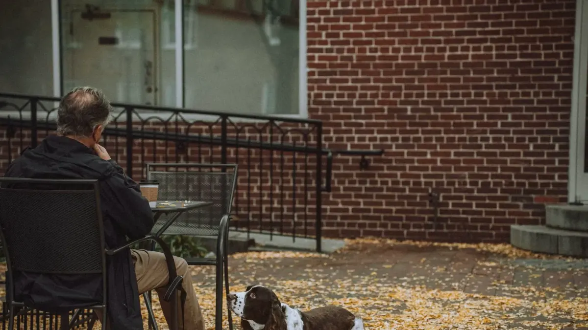 Dog looking at an owner