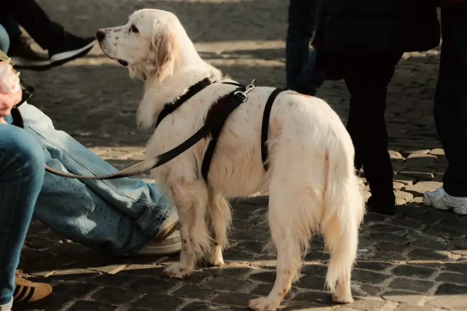 Dog looking at an owner