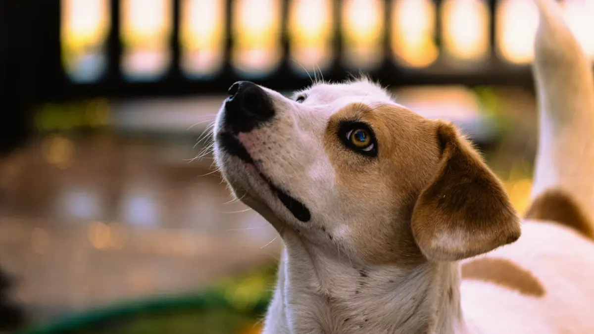 Dog looking at an owner