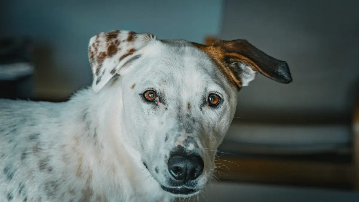 Dog looking at an owner