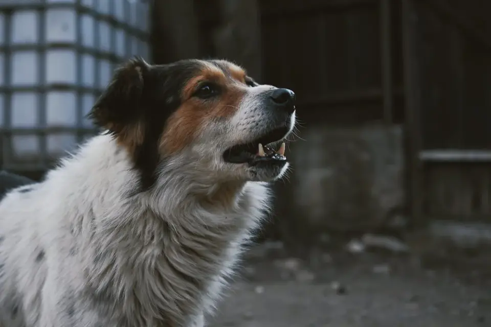 Dog looking at an owner