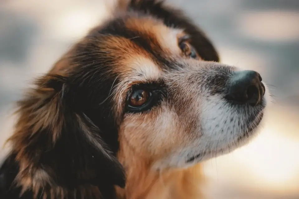 Dog looking at an owner