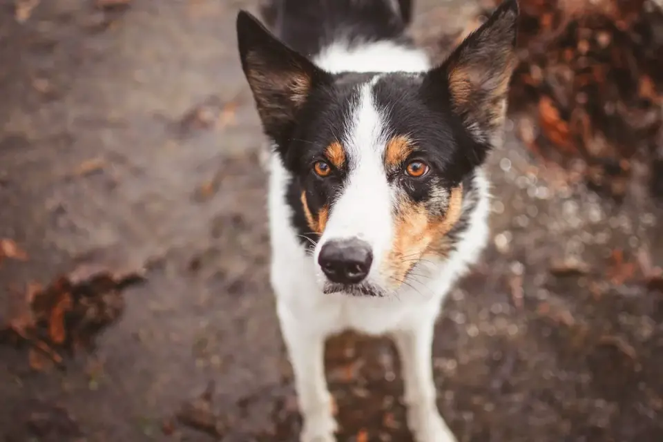 Dog looking at an owner