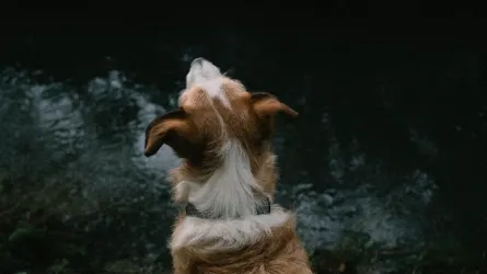 Dog looking at an owner