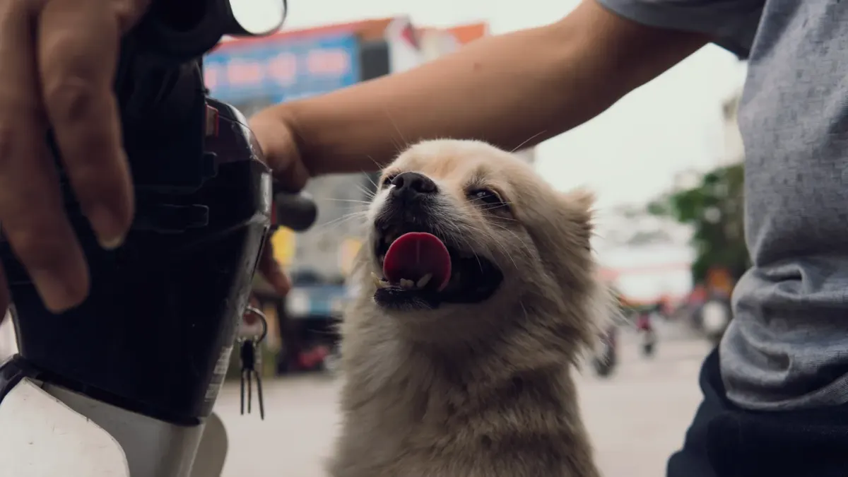 Dog looking at an owner