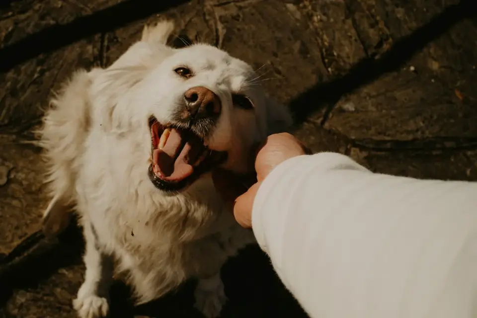 Dog looking at an owner