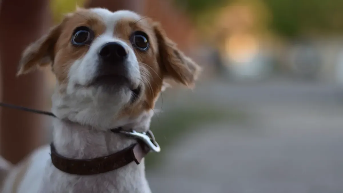 Dog looking at an owner