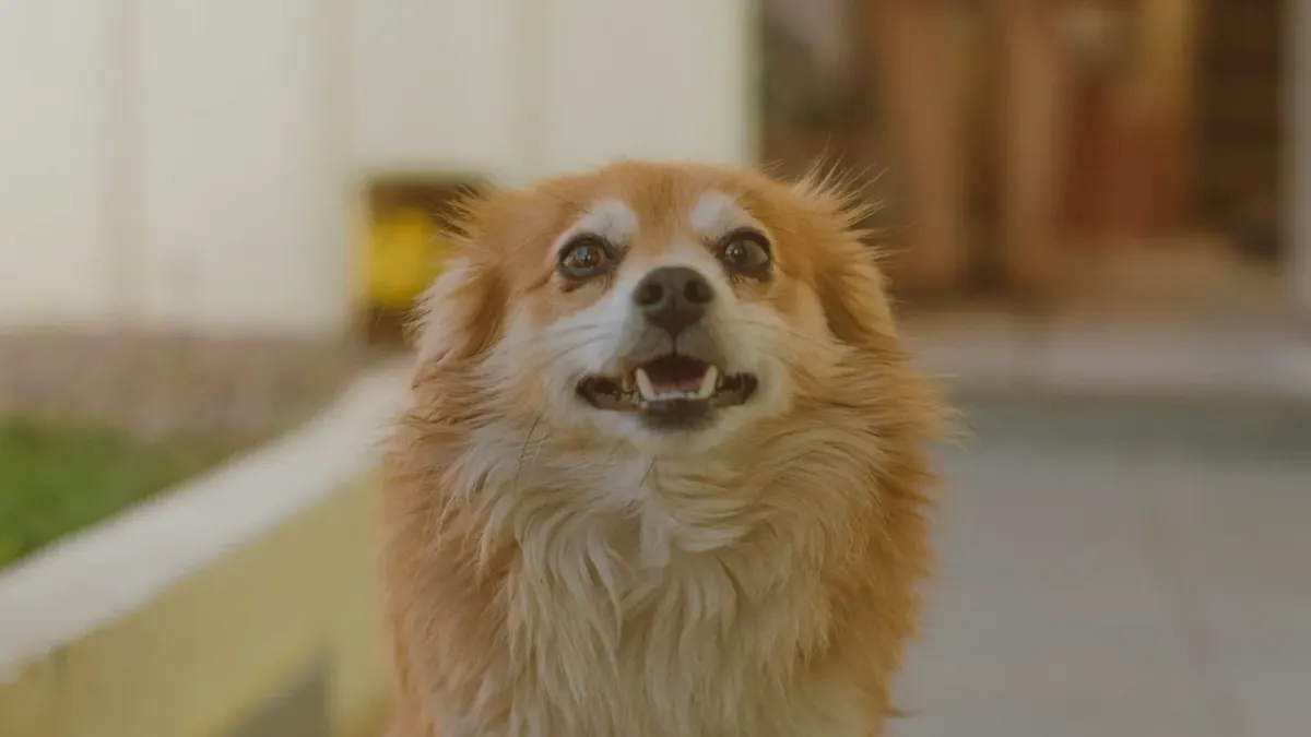 Dog looking at an owner