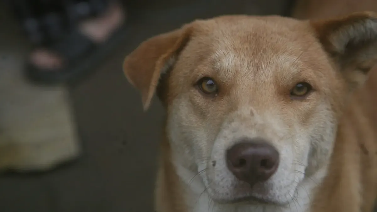 Dog looking at an owner
