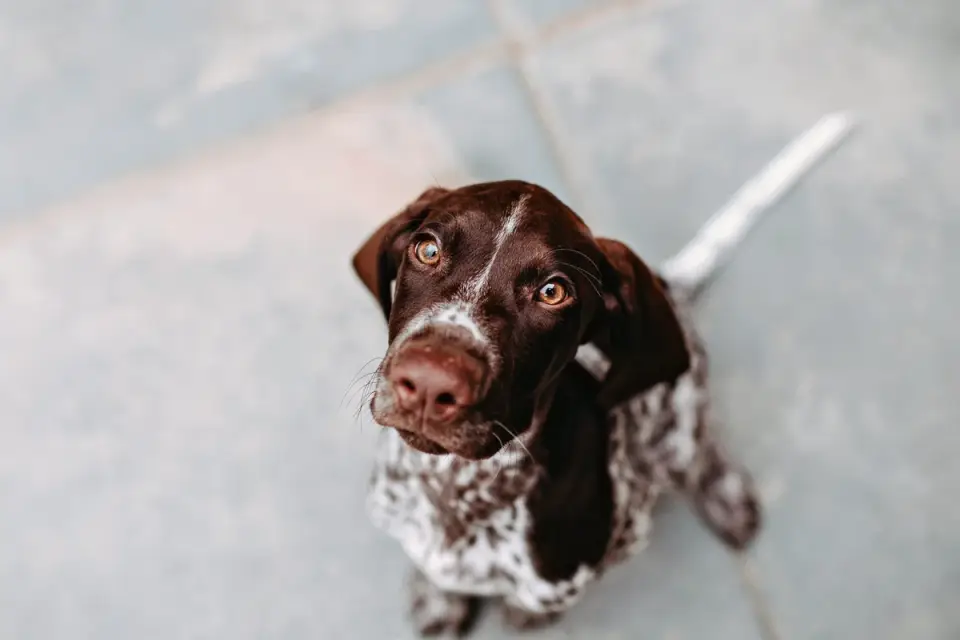 Dog looking at an owner