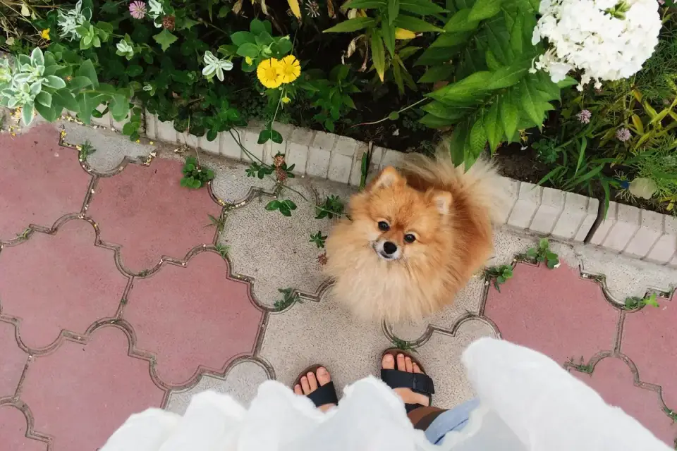 Dog looking at an owner