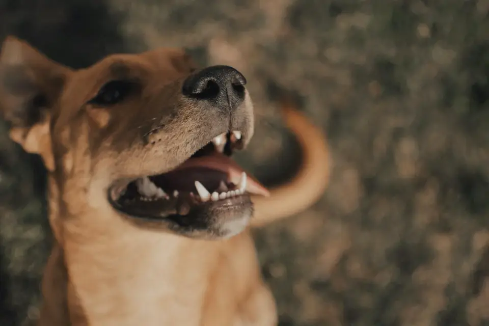 Dog looking at an owner