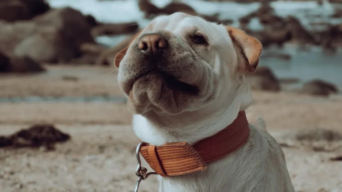 Dog looking at an owner