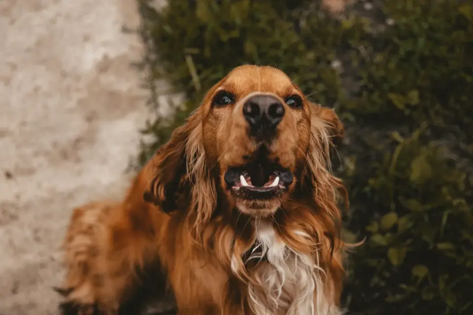 Dog looking at an owner