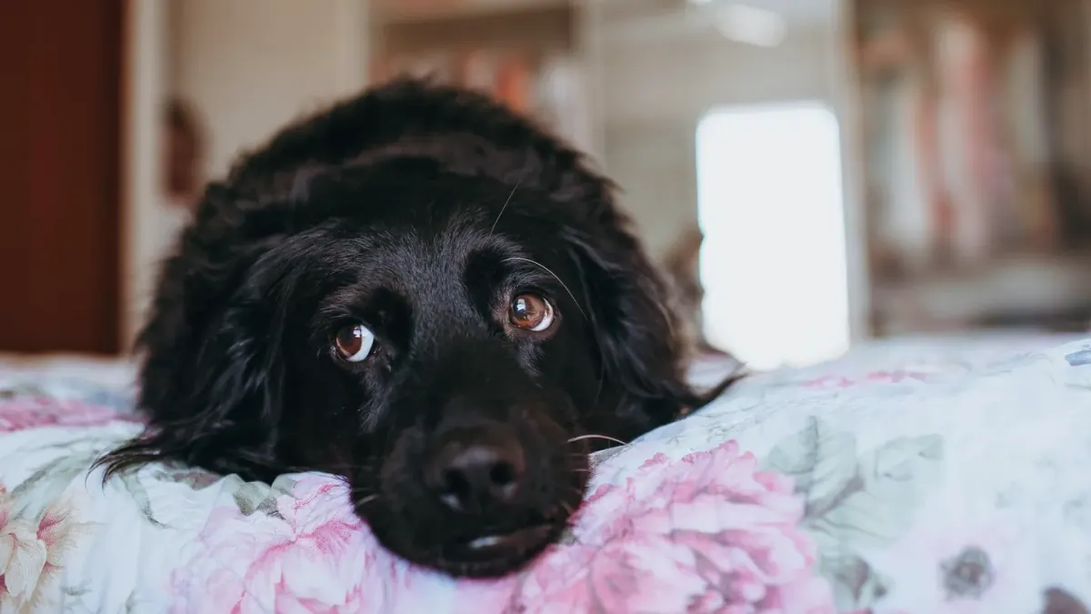Dog resting at home