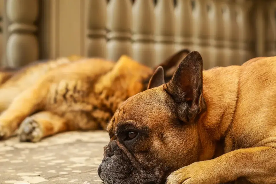 Dog resting at home