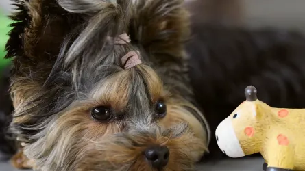 Dog resting at home