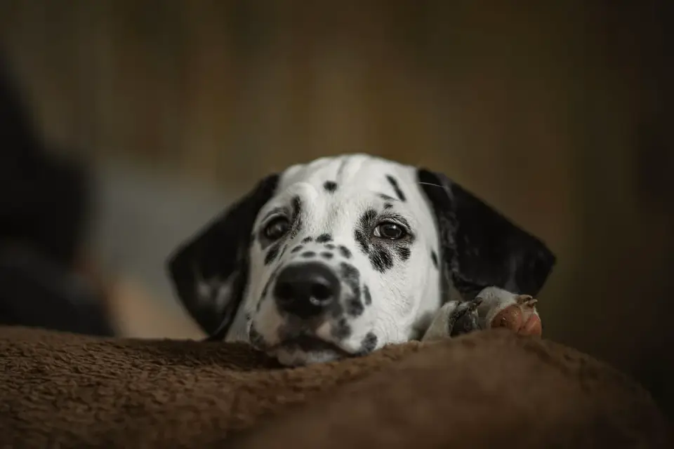 Dog resting at home