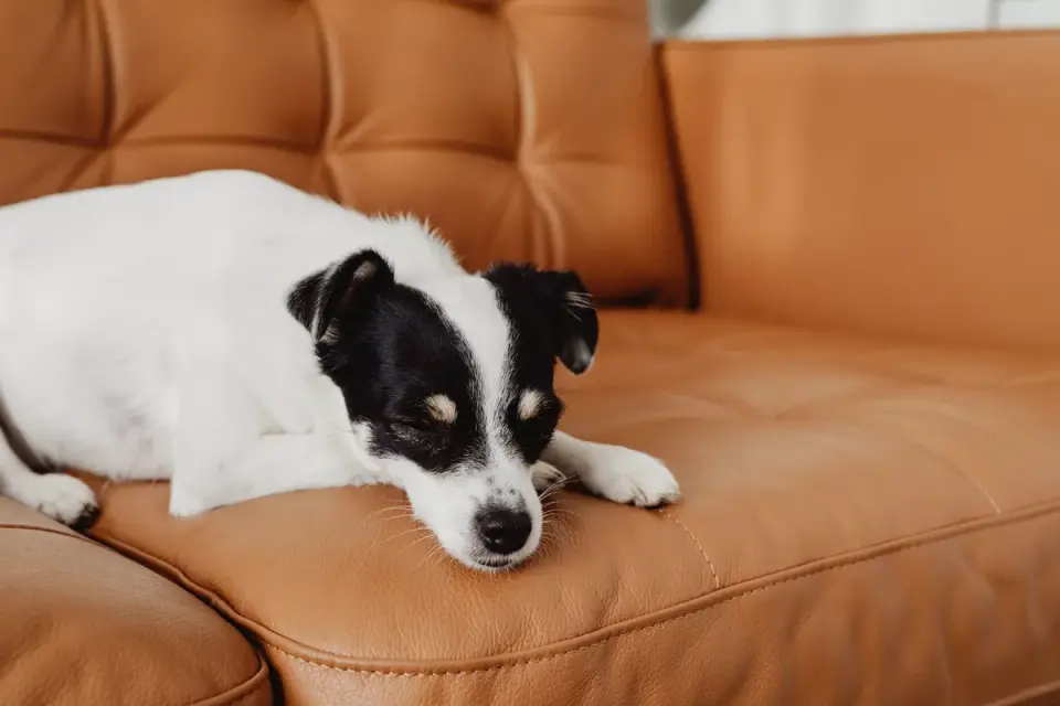 Dog resting at home