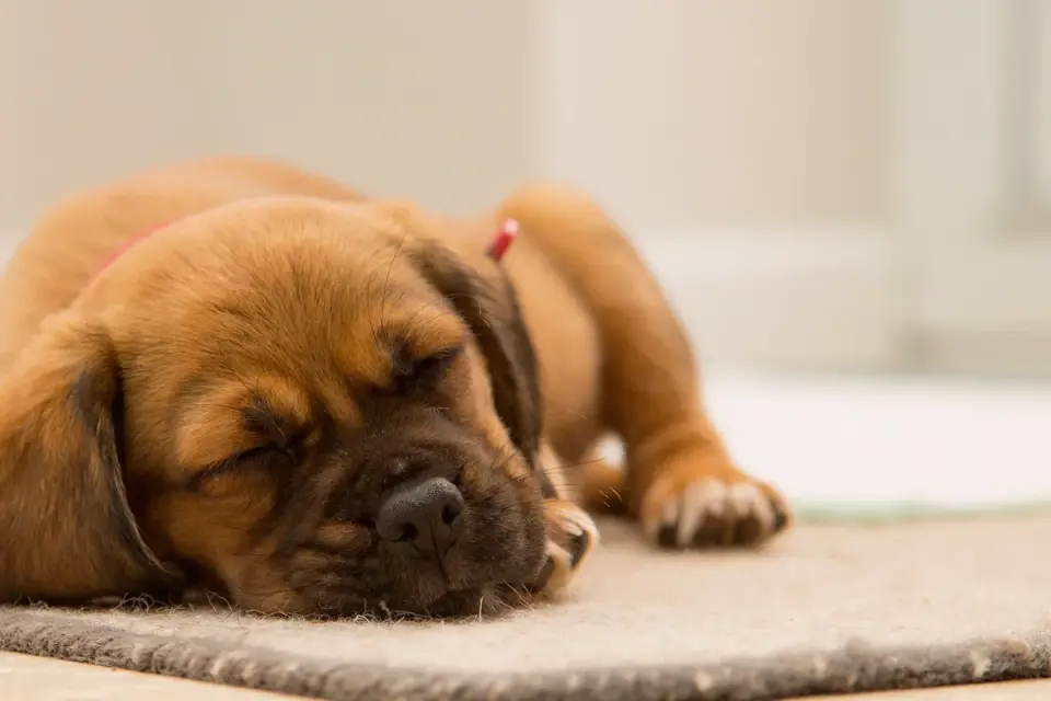 Dog resting at home