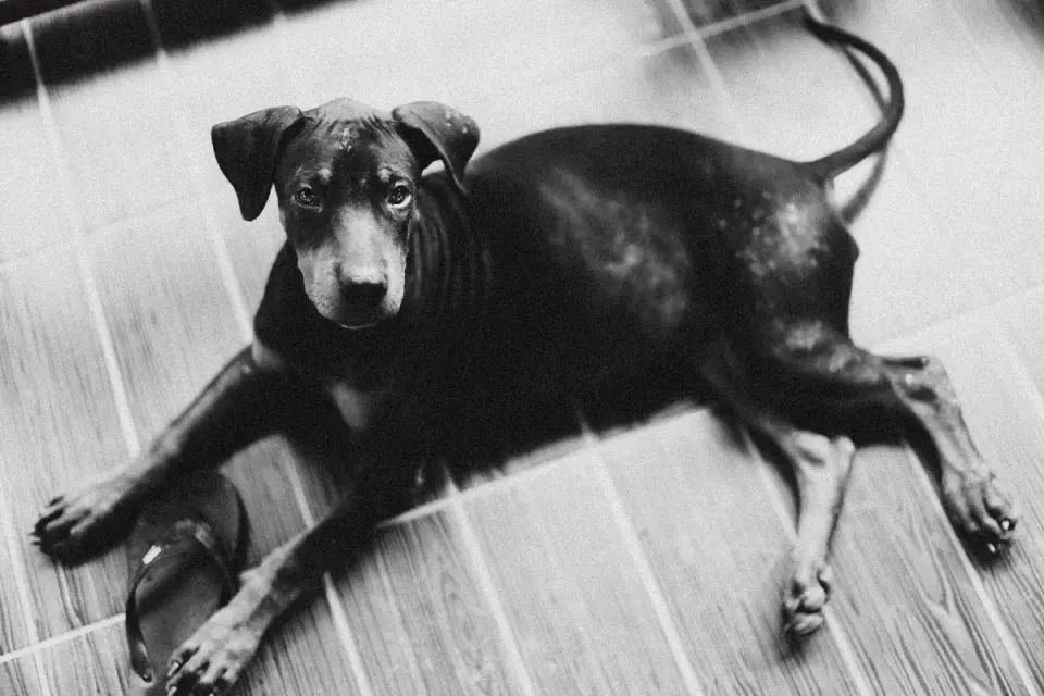 Dog resting at home