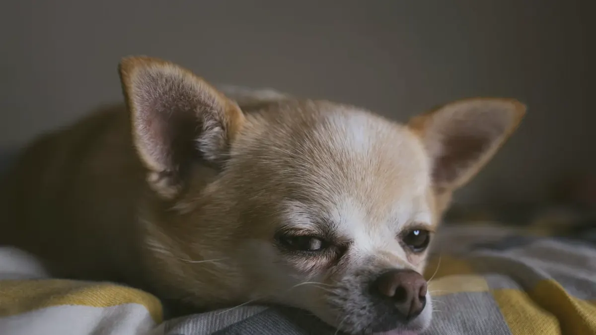 Dog resting at home