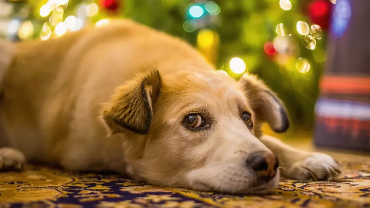 Dog resting at home