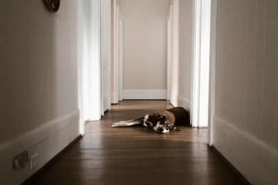Dog resting at home