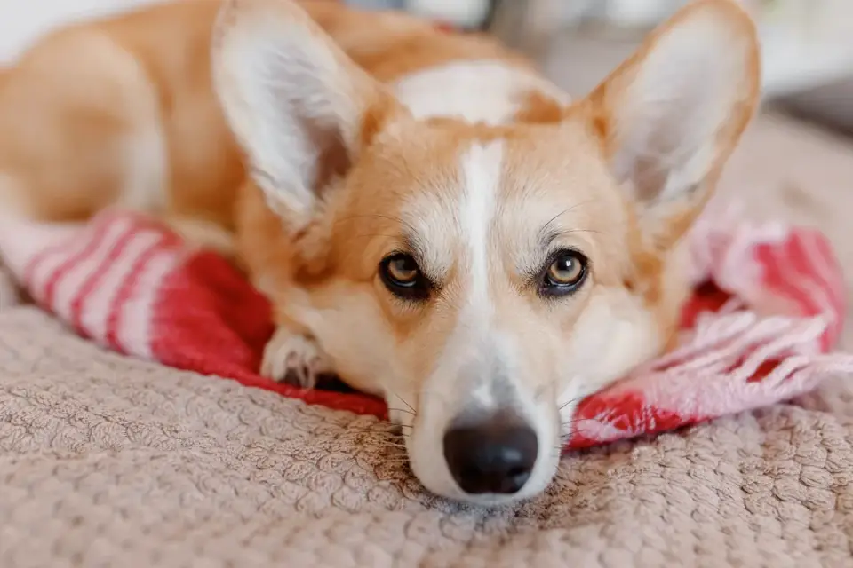 Dog resting at home