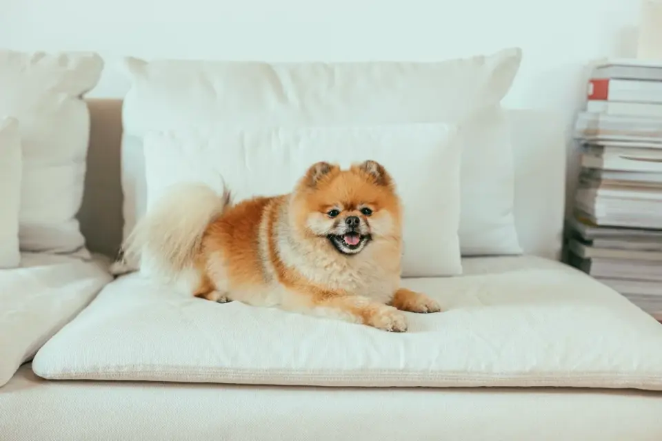 Dog resting at home