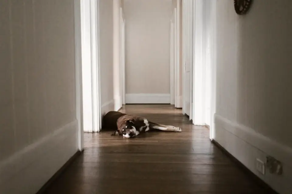 Dog resting at home