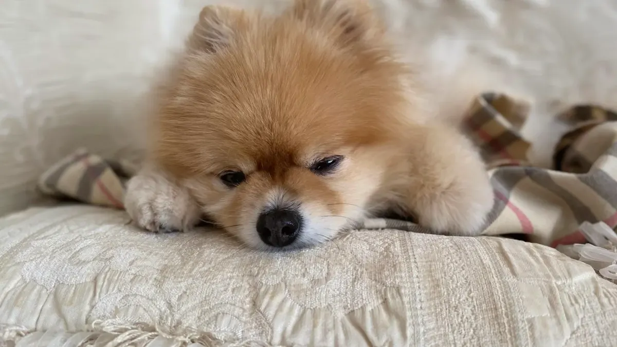 Dog resting at home