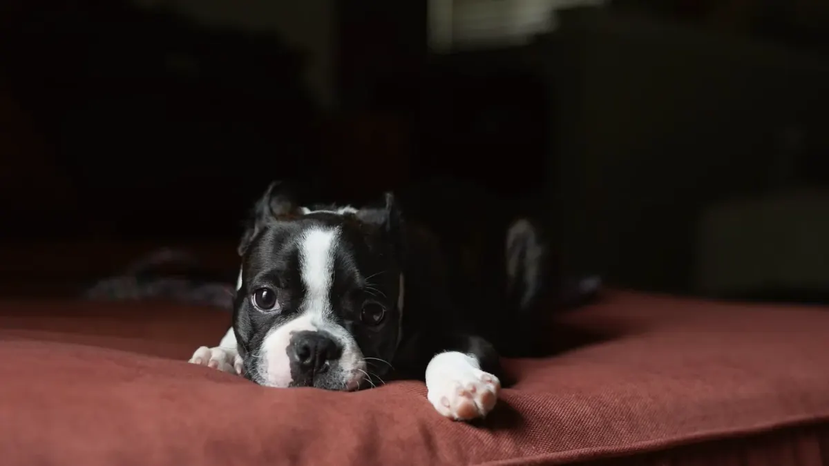 Dog resting at home
