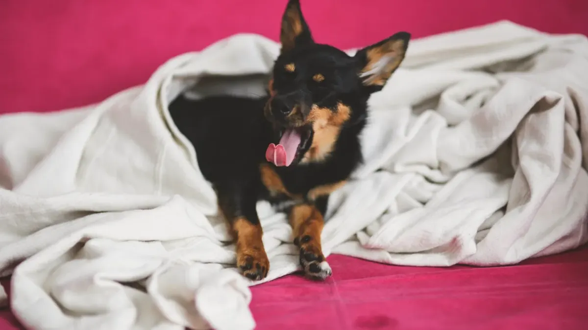 Dog resting at home