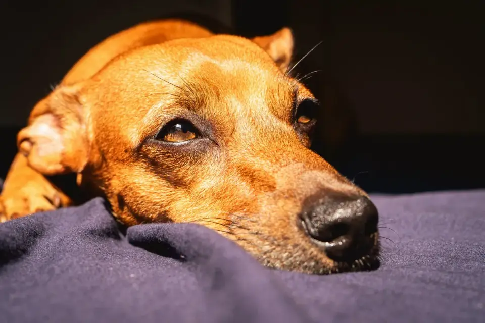 Dog resting at home