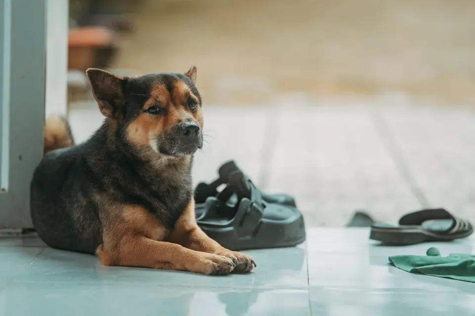 Dog resting at home