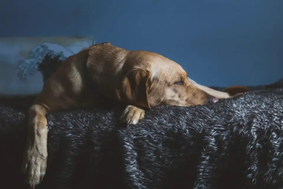 Dog resting at home