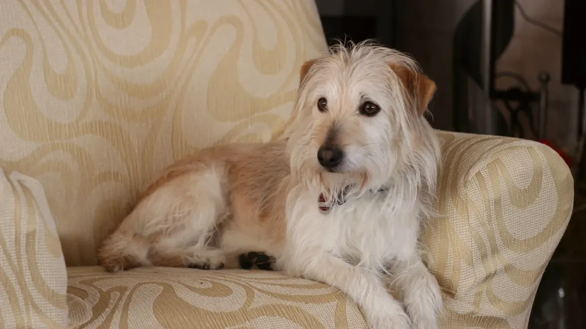 Dog resting at home