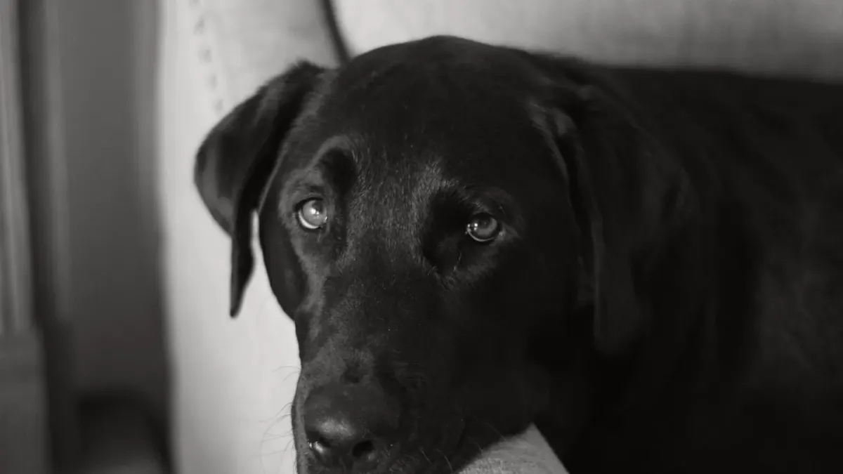 Dog resting at home