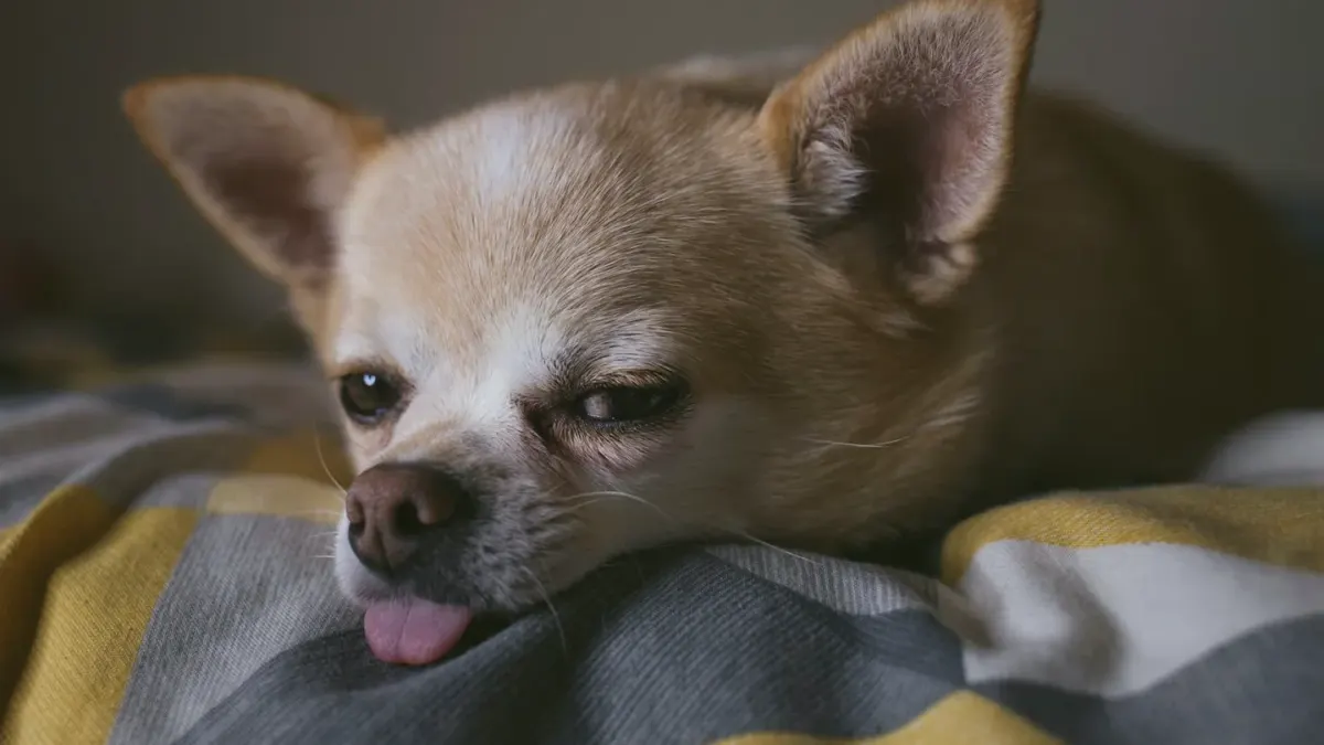Dog resting at home