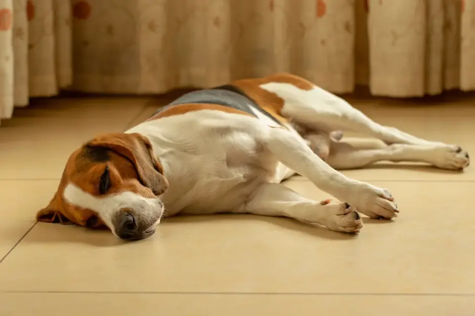 Dog resting at home