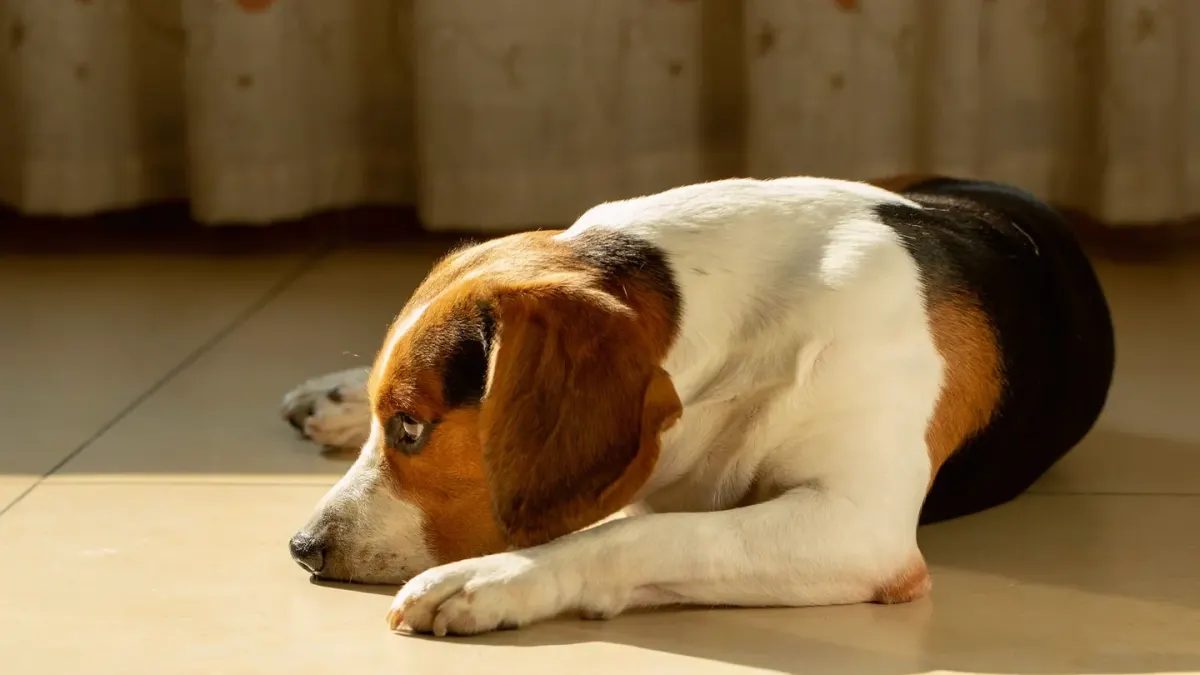 Dog resting at home