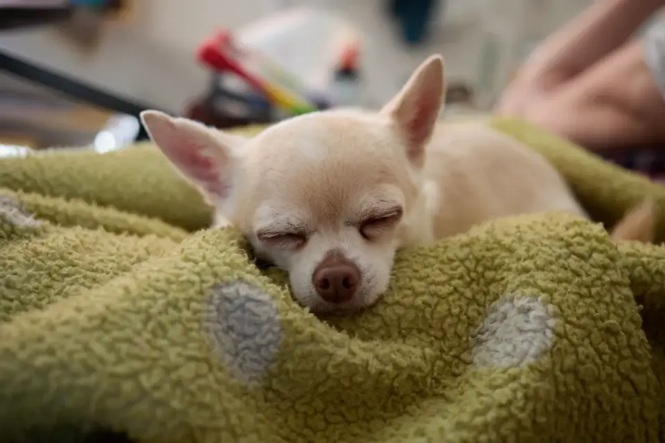 Dog resting at home