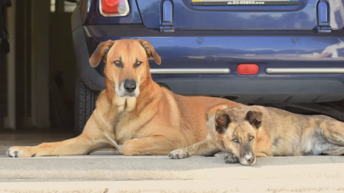 Dog resting at home
