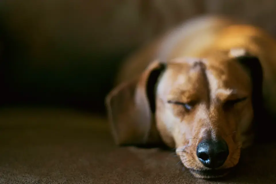 Dog resting at home