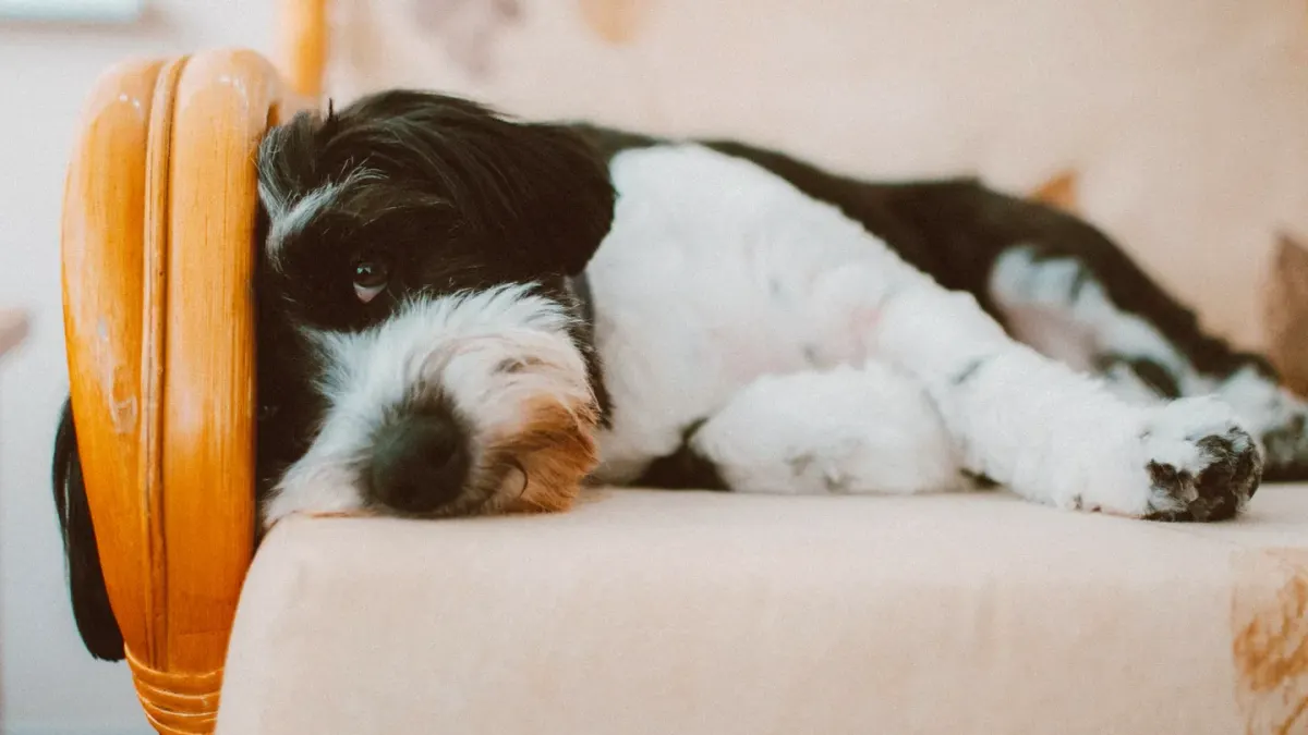 Dog resting at home