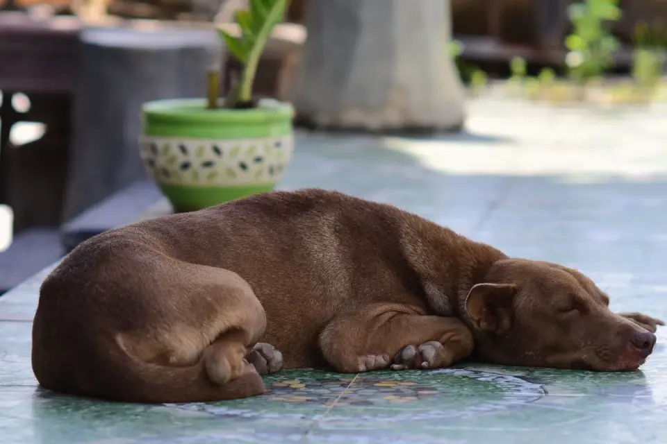 Dog resting at home