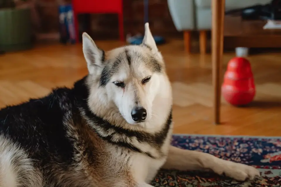 Dog resting at home