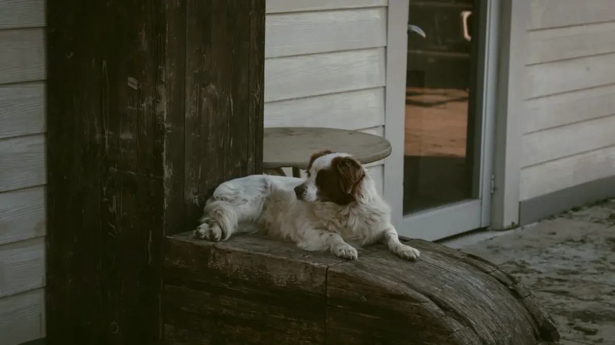Dog resting at home