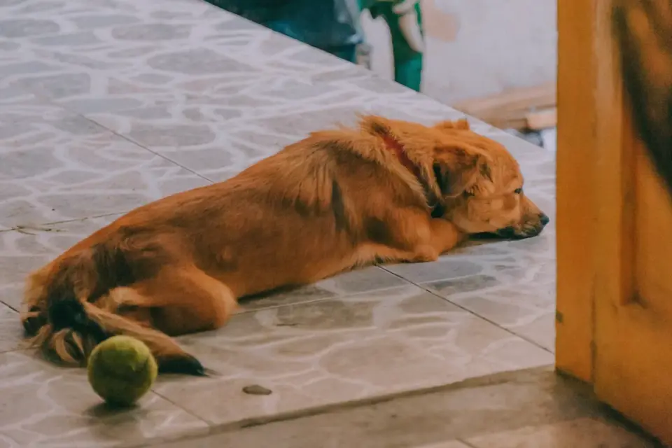 Dog resting at home